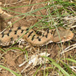 Vipera comune (Vipera aspis)