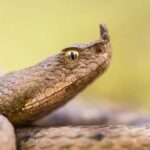 Vipera dal corno (Vipera ammodytes)