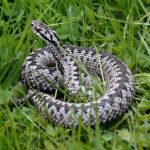 Vipera dei Walser (Vipera walser)