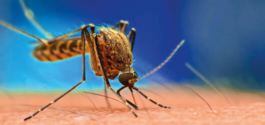 mussato zanzara mutante nell'atto di suggere il sangue