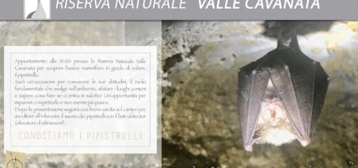 conoscere i pipistrelli Val Cavanata