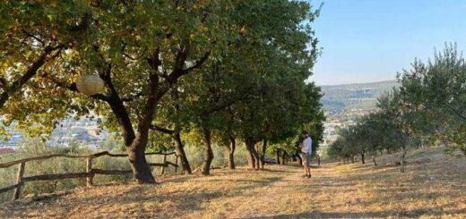 passeggiate tra gli ulivi