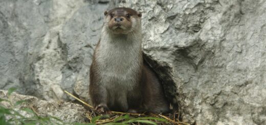 Lontra - foto di Tiziano Fiorenza