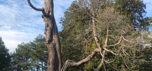 sequoia gigante parco di Miramare a Trieste